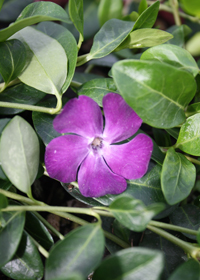 Vinca minor 'Merlot'